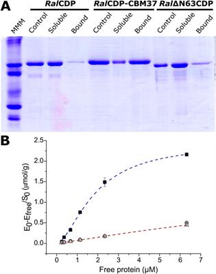 Insights to improve the activity of glycosyl phosphorylases from Ruminococcus albus 8 with cello-oligosaccharides